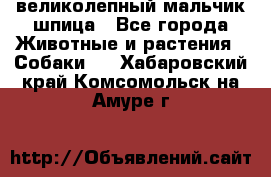 великолепный мальчик шпица - Все города Животные и растения » Собаки   . Хабаровский край,Комсомольск-на-Амуре г.